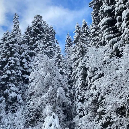 T2 A Torgon Apartment *